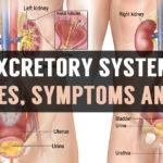 excretory system