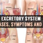 excretory system diseases symptoms and cure
