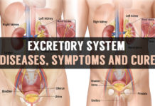 Excretory System Diseases, Symptoms and Cure excretory system diseases symptoms and cure