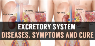 Excretory System Diseases, Symptoms and Cure excretory system diseases symptoms and cure