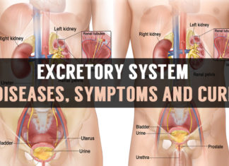 Excretory System Diseases, Symptoms and Cure excretory system diseases symptoms and cure
