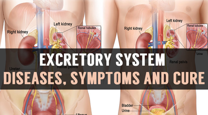 Excretory System Diseases, Symptoms and Cure excretory system diseases symptoms and cure