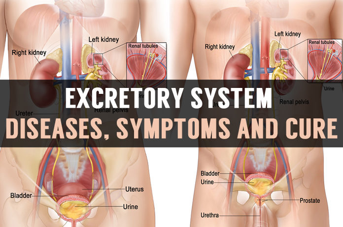 excretory system diseases symptoms and cure