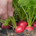 radish cultivation in your kitchen garden