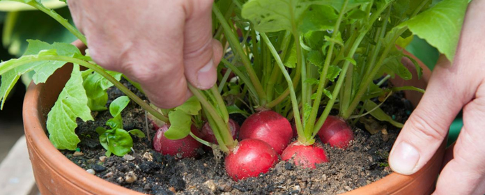 radish cultivation in your kitchen garden