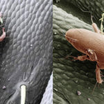types of mites