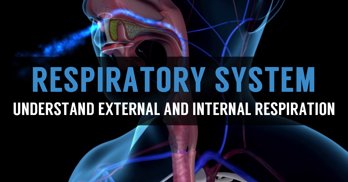 What Is Internal And External Respiration