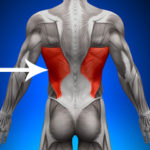 what is latissimus dorsi