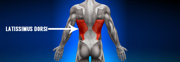 what is latissimus dorsi