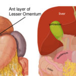 lesser omentum