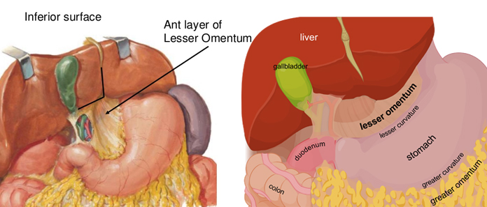 lesser omentum