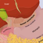 what is greater and lesser omentum