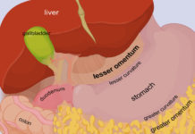 What is Omentum? What does Greater & Lesser Omentum do? what is greater and lesser omentum
