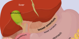 What is Omentum? What does Greater & Lesser Omentum do? what is greater and lesser omentum