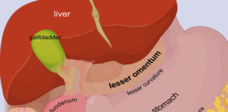 what is greater and lesser omentum