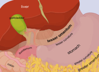 What is Omentum? What does Greater & Lesser Omentum do? what is greater and lesser omentum
