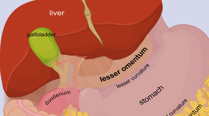 What is Omentum? What does Greater & Lesser Omentum do? what is greater and lesser omentum