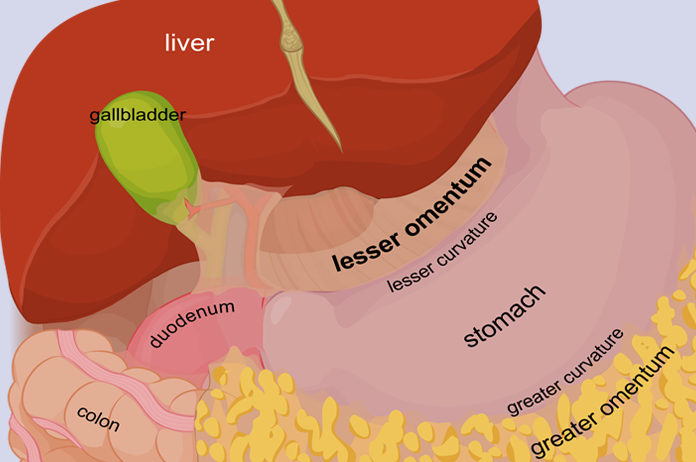 what is greater and lesser omentum