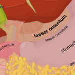 what is the function of the greater and lesser omentum