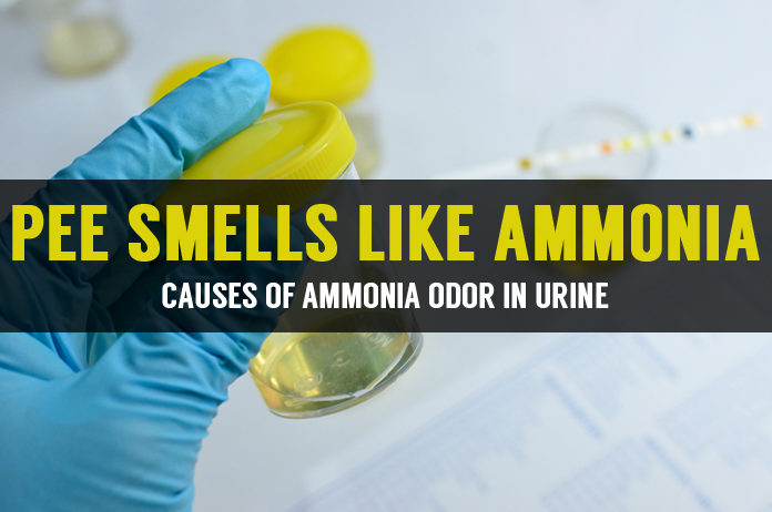 what to do if pee smells like ammonia