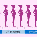 pregnancy stages month by month and changes in woman