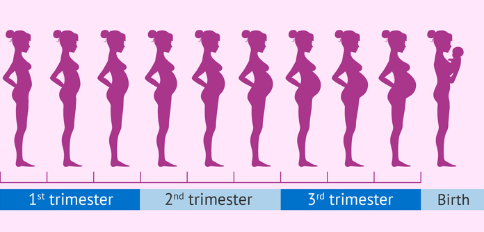 pregnancy stages month by month and changes in woman