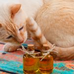 essential oils for fleas on cats and dogs