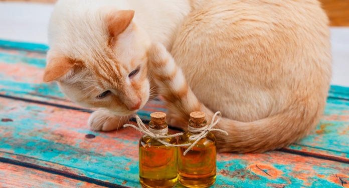 essential oils for fleas on cats and dogs