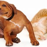fleas on cats and dogs
