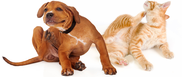 fleas on cats and dogs