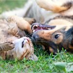 happy dog and cats playing