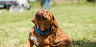 Essential Oils For Fleas That Keep Your Pet Happier And Healthier how to get rid of fleas on dog