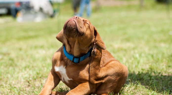 Essential Oils For Fleas That Keep Your Pet Happier And Healthier how to get rid of fleas on dog