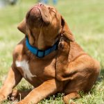 how to handle fleas on your pets
