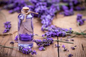 6 Effective and Best Essential Oils for Fleas on Pets