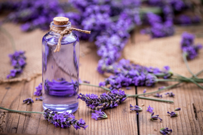 lavender oil to handle fleas