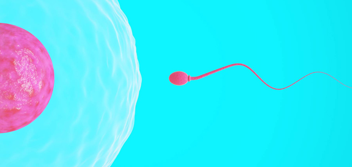 understanding fertility