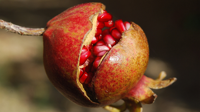 benefits of pomegranate