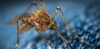 The 10 Best Natural Mosquito Repellents best natural mosquito repellent