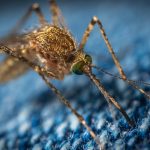 mosquito killer repellents