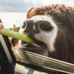 why should you eat celery