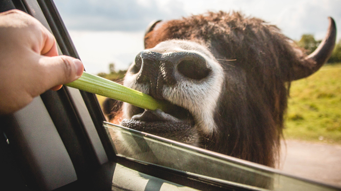 why should you eat celery