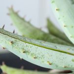 treat acne with aloe vera