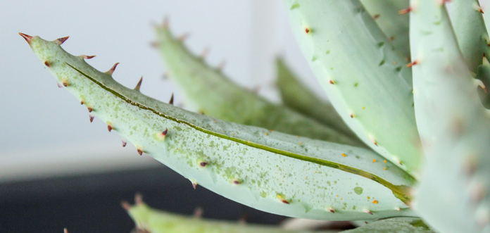 aloe vera for acne