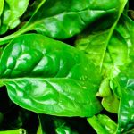 spinach vegetable