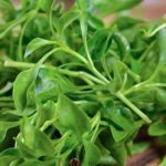 watercress