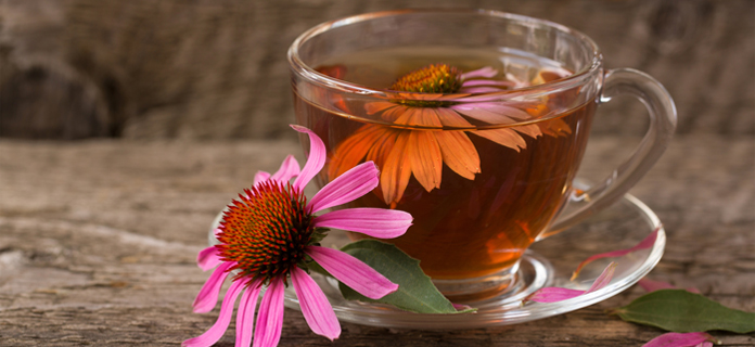 echinacea flowers tea