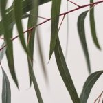 eucalyptus leaves for flu and cold