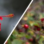 hibiscus and rose hip