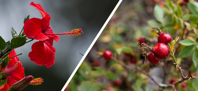 hibiscus and rose hip